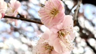 梅の花、大輪で八重になっていました。