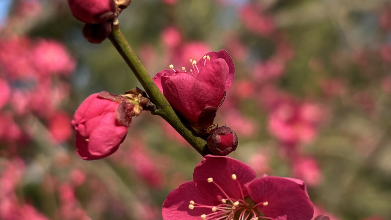 紅梅の花